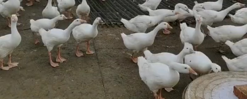 怎么养鹅，要合理控制密度