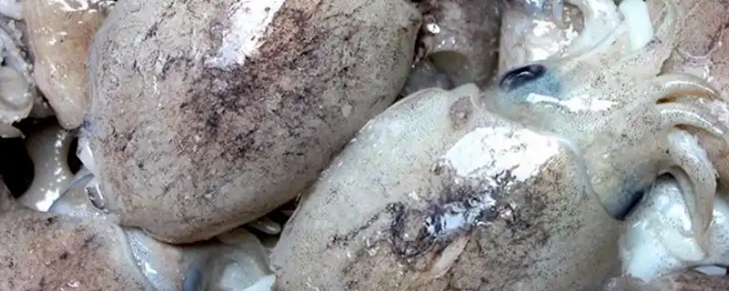 墨鱼的食用方法，洗净后入锅放调料并煮半小时