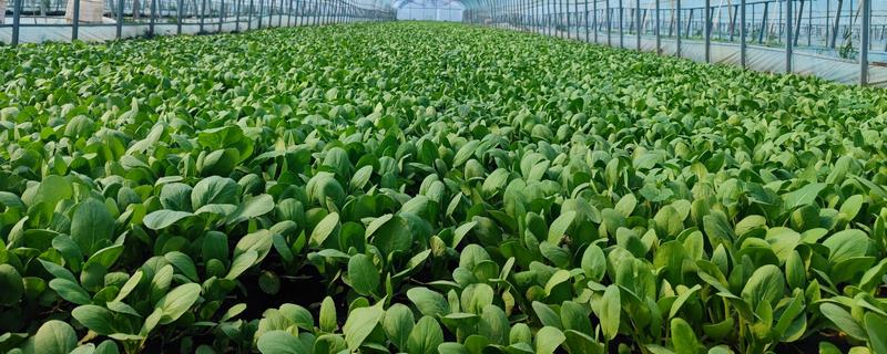 棠菜与油菜的区别，品种和特征均不同