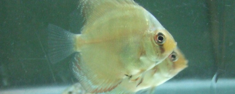 蓝袖鲷好不好养，饲养难度较大