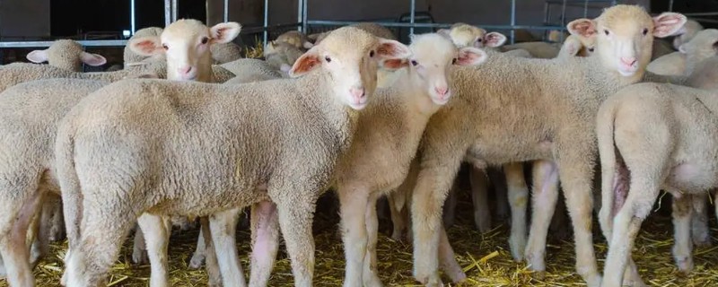 羊一天吃多少干苜蓿草，数量是其体重的3-4%左右