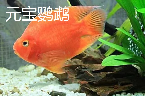 元宝鹦鹉鱼和财神鹦鹉鱼的区别,外形和颜色均不同