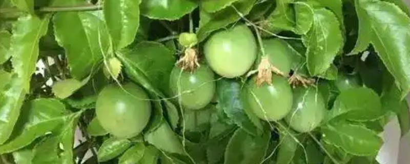 百香果的扦插方法，建议在每年春秋两季进行