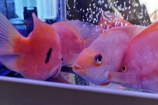 元宝鹦鹉鱼和财神鹦鹉鱼的区别,外形和颜色均不同