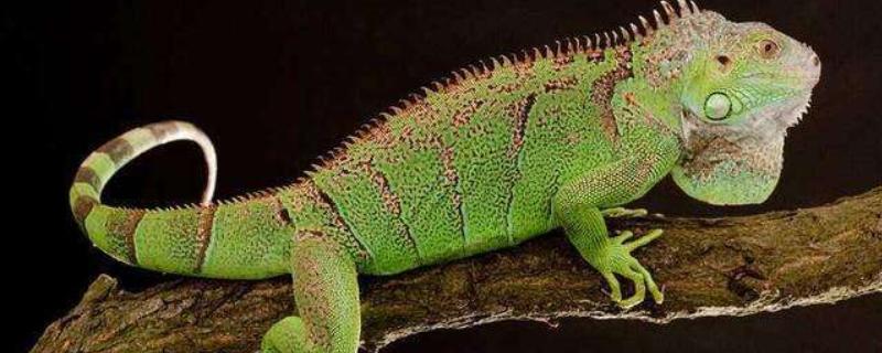 适合新手养的蜥蜴品种，推荐绿鬃蜥、豹纹守宫等