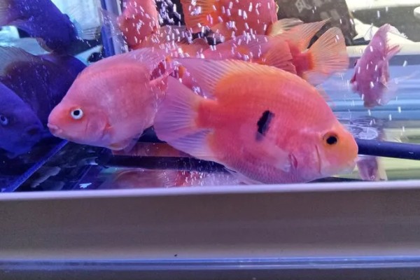 元宝鹦鹉鱼和财神鹦鹉鱼的区别,外形和颜色均不同