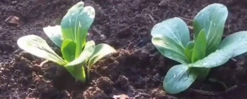 降低蔬菜肥料污染的方法，可重施有机肥