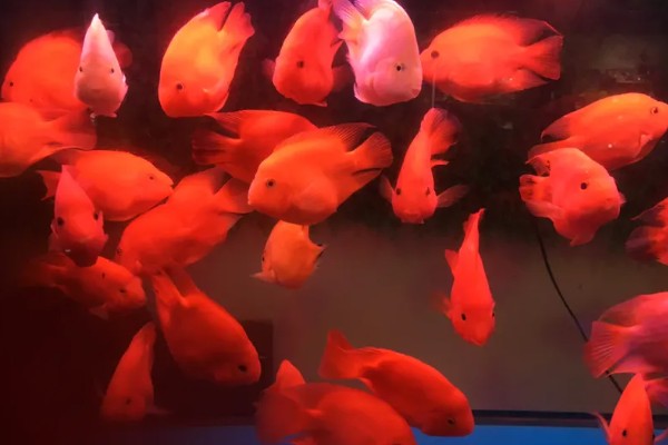 元宝鹦鹉鱼和财神鹦鹉鱼的区别,外形和颜色均不同