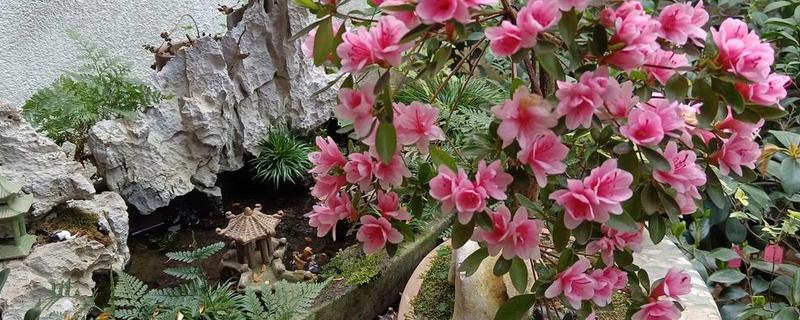 茶花杜鹃的养殖方法，春秋季可以每周浇水2-3次