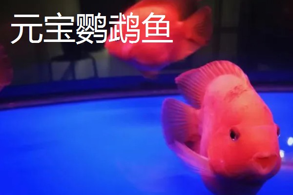 元宝鹦鹉鱼和财神鹦鹉鱼的区别,外形和颜色均不同