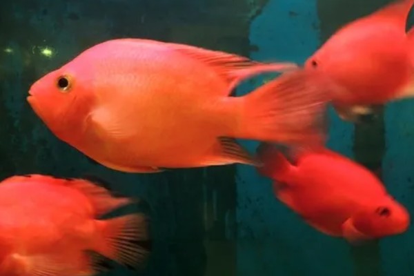 元宝鹦鹉鱼和财神鹦鹉鱼的区别,外形和颜色均不同