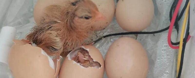 小鸡啄破小洞多长时间可以出壳，要经过5-12小时左右