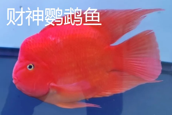 元宝鹦鹉鱼和财神鹦鹉鱼的区别,外形和颜色均不同