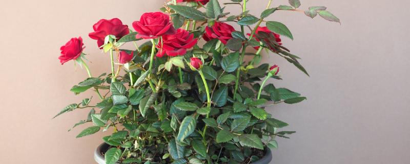 玫瑰花如何养护，每隔半月施加一次稀薄的液肥