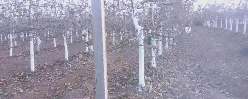 冬季果树涂白剂怎么使用，使用时要将涂白剂搅拌