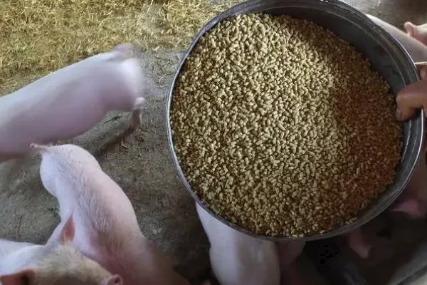 养猪怎么育肥，要确保日粮中的蛋白质的含量