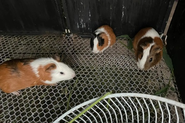 荷兰猪怎么区分公母，可以观察生殖器官、好动程度等