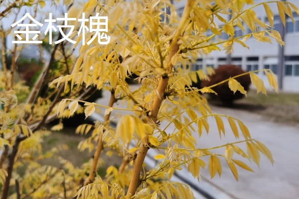 黄色树叶的树，有银杏、黄金枫等