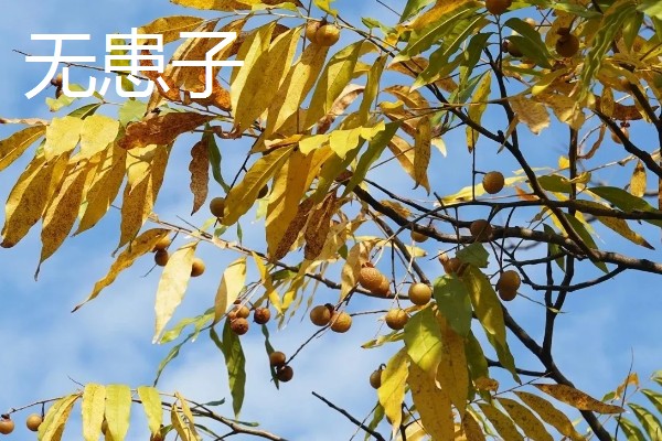 黄色树叶的树，有银杏、黄金枫等