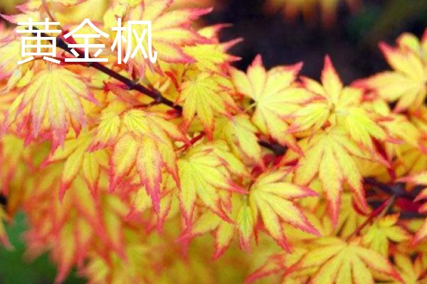 黄色树叶的树，有银杏、黄金枫等
