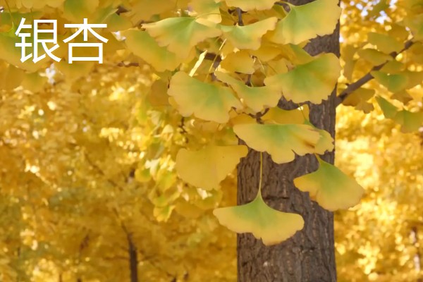 黄色树叶的树，有银杏、黄金枫等