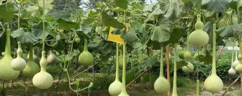 观赏葫芦怎么养护，应当多施加薄肥