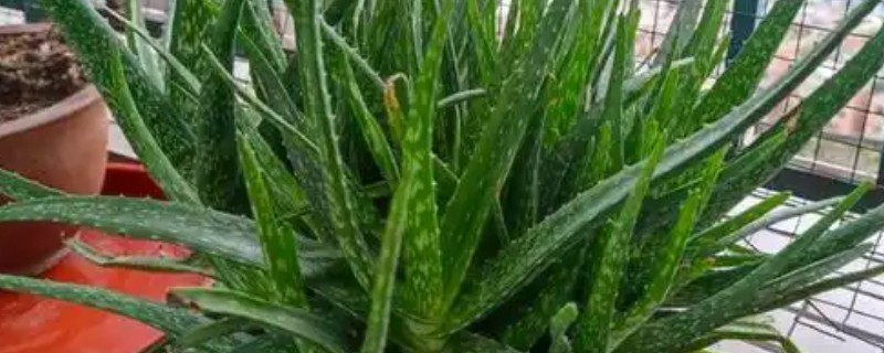 芦荟叶子为什么往里卷，可能是水分失衡所致