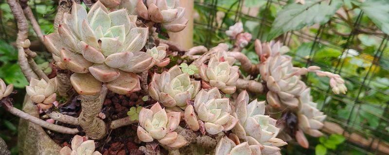 小球玫瑰如何繁殖，一般采用扦插繁殖