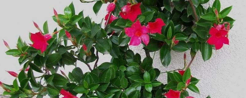 飘香藤是喜阴还是喜阳，飘香藤喜阳