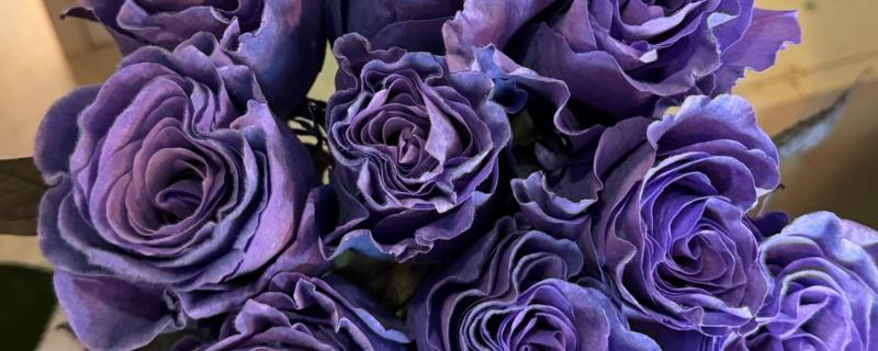 33朵紫色玫瑰的意思，寓意爱你三生三世、浪漫的爱情等