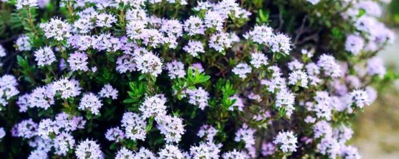 百里香怎么养殖才可以爆盆，要保持土壤处于湿润状态