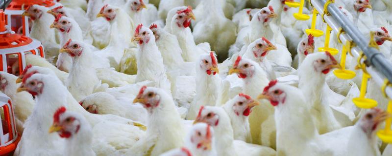 白羽鸡和三黄鸡的区别是什么，毛色和外观均不同