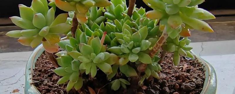 多肉植物的栽培方法，栽种前要检查根系的生长状态