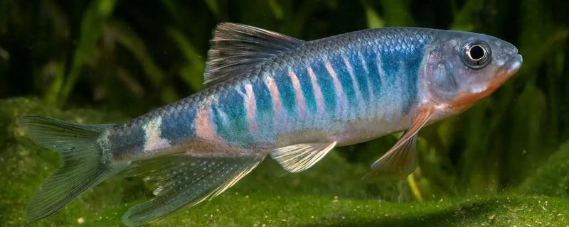 马口鱼一年可以繁殖几次，一年可多次产卵