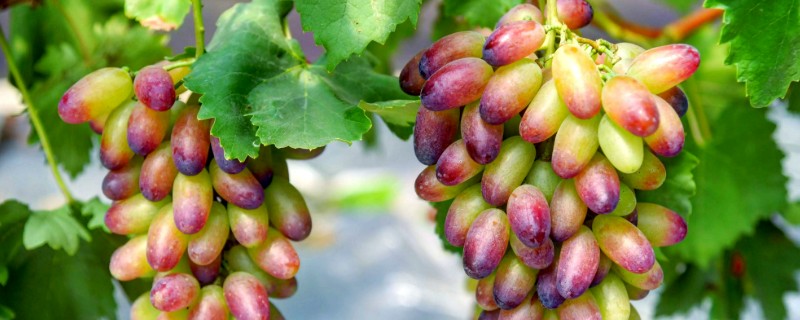 葡萄用什么肥好，基肥应以长效的有机肥为主