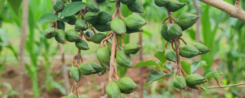 山西省沁源县的特产，有连翘、绵黄芪等