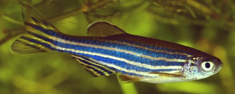 斑马鱼几天不喂会饿死，看它们处于哪个生长的阶段