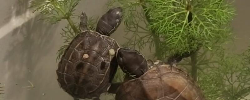 3-4厘米的草龟怎么养，将水温保持22-28℃