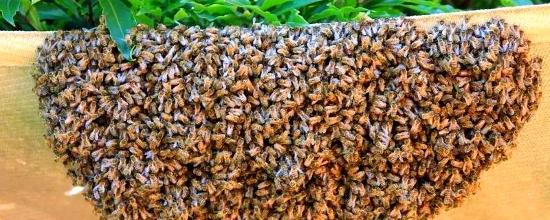 蜜蜂多久才能分蜂一次，一年分蜂一次