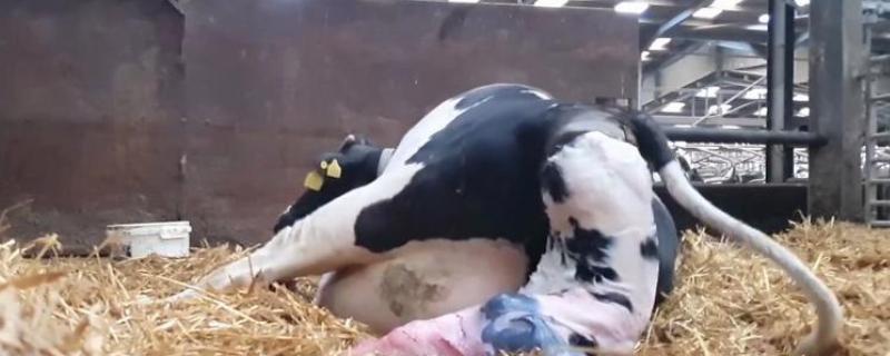 母牛流透明液体后几天生小牛，大概1-2天就会生