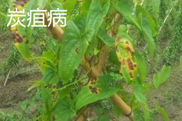 山药的常见病虫害及防治方法，常见的有炭疽病、褐斑病等