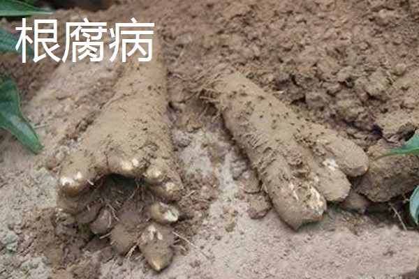 山药的常见病虫害及防治方法，常见的有炭疽病、褐斑病等