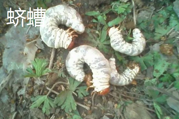 山药的常见病虫害及防治方法，常见的有炭疽病、褐斑病等