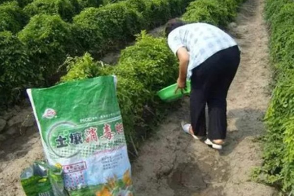 山药的常见病虫害及防治方法，常见的有炭疽病、褐斑病等