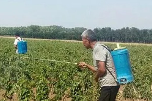 山药的常见病虫害及防治方法，常见的有炭疽病、褐斑病等