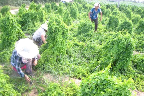 山药的常见病虫害及防治方法，常见的有炭疽病、褐斑病等