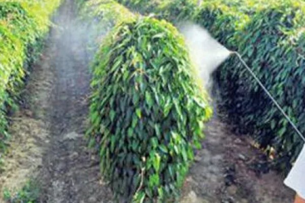 山药的常见病虫害及防治方法，常见的有炭疽病、褐斑病等