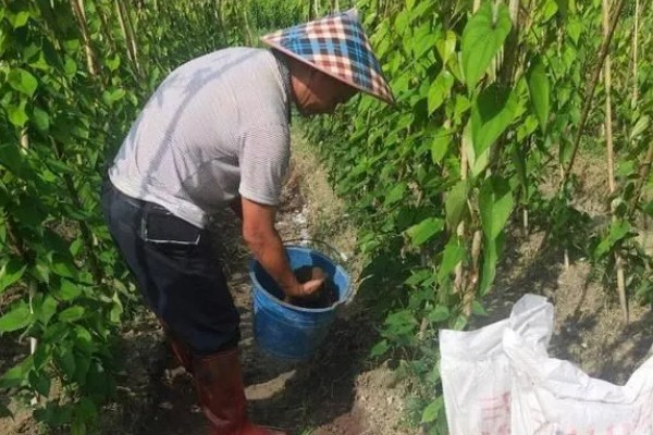 山药的常见病虫害及防治方法，常见的有炭疽病、褐斑病等