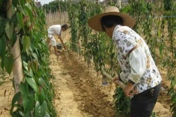 山药的常见病虫害及防治方法，常见的有炭疽病、褐斑病等