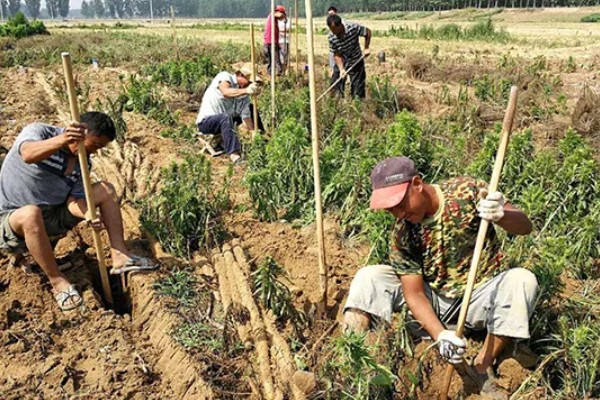 山药的常见病虫害及防治方法，常见的有炭疽病、褐斑病等